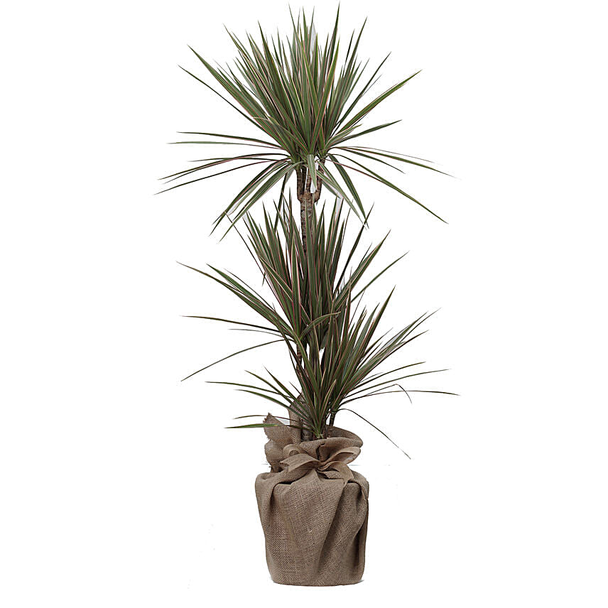 Bicolour Dracaena Marginata Plant Jute Pot Bicolour Dracaena Marginata Plant Jute Pot: