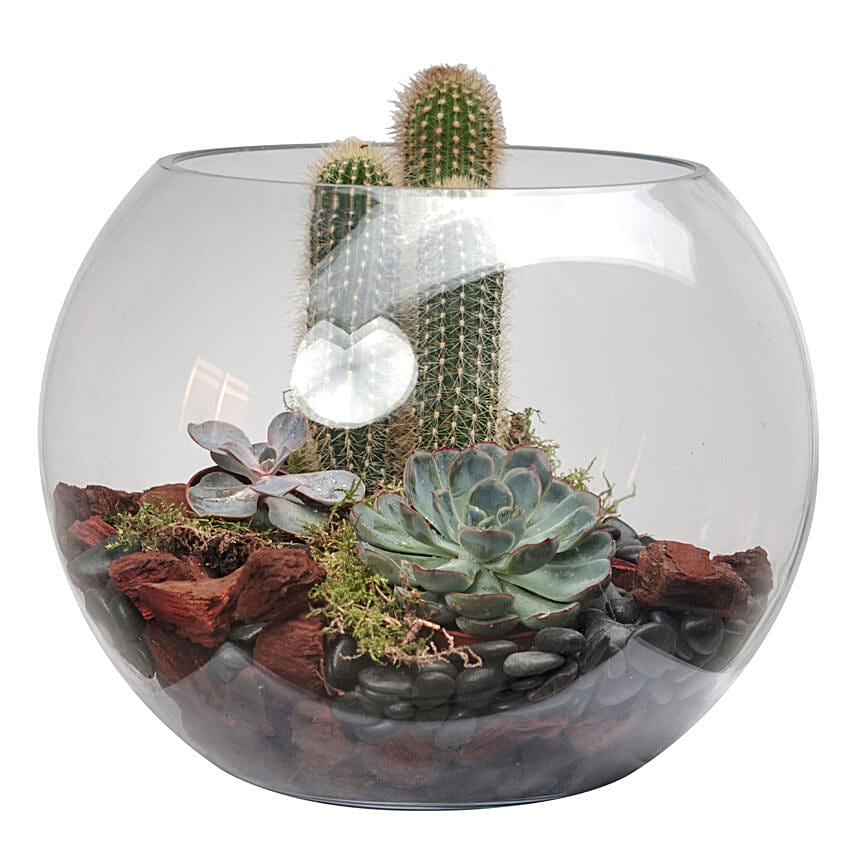 Cactus & Echeveria Plant Fish Bowl Cactus & Echeveria Plant Fish Bowl: