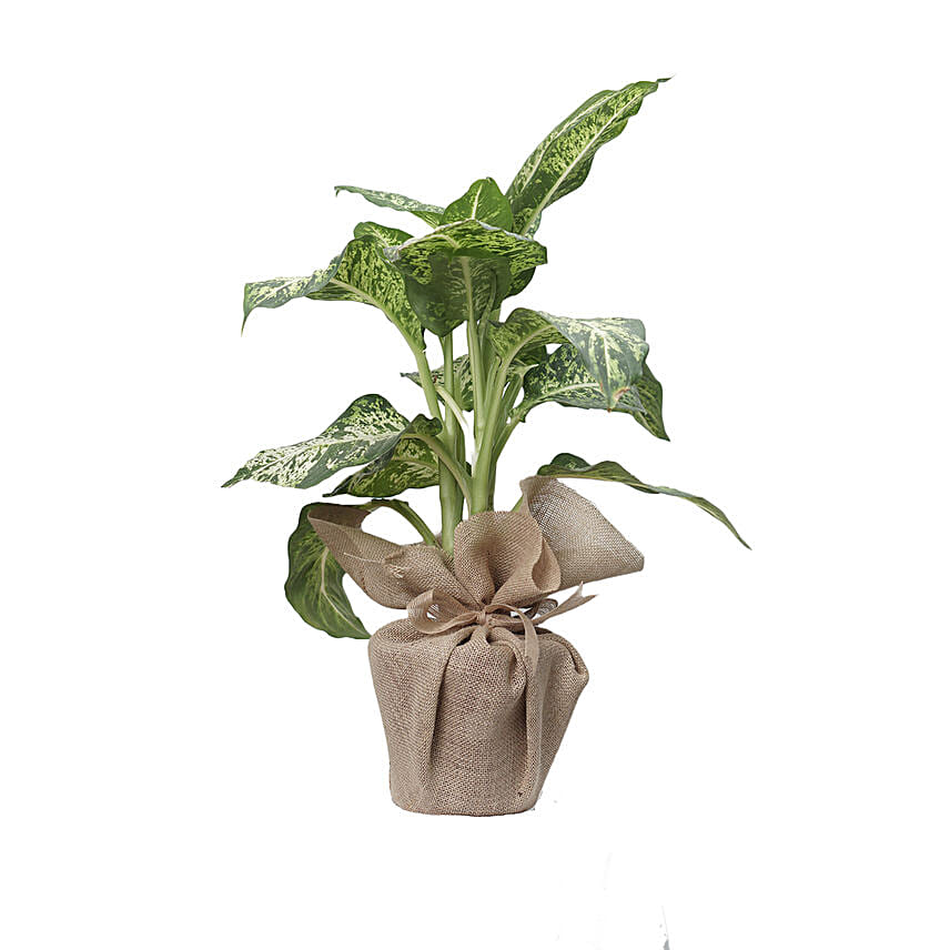 Dieffenbachia Plant Jute Wrapped Pot Dieffenbachia Plant Jute Wrapped Pot: Send Indoor Plants To Qatar