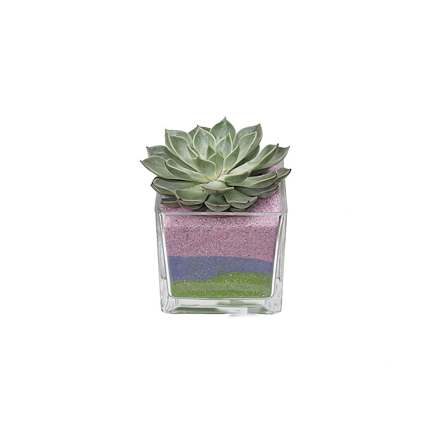 Echevieria Plant Square Glass Jar: Plants Delivery in Qatar