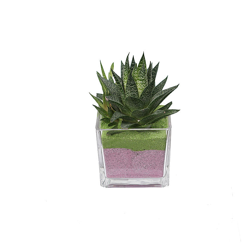 Gasteria Flow Plant Square Glass Jar: 