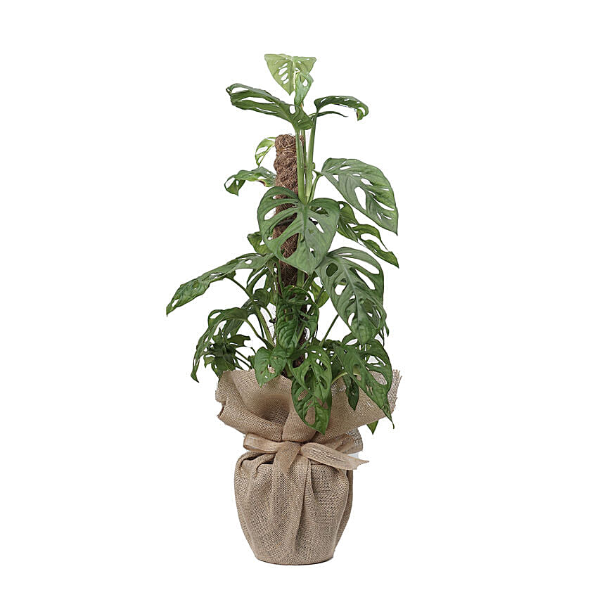 Monstera Obliqua Mosstick Plant Monstera Obliqua Mosstick Plant: