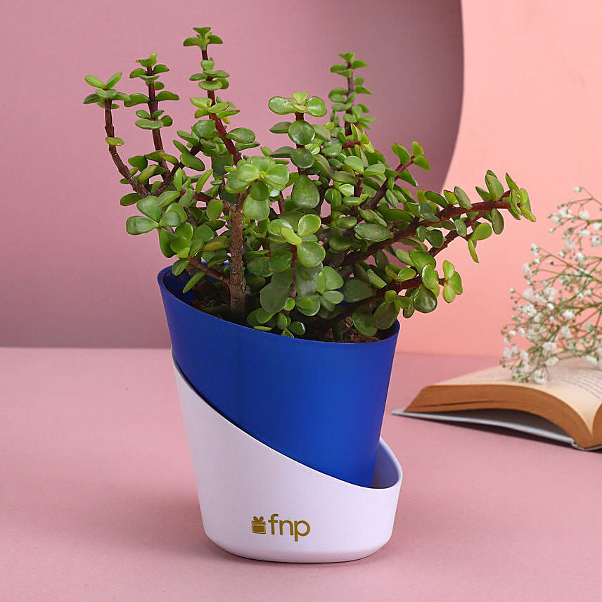 Natural Jade Planter: Plants Delivery in Qatar