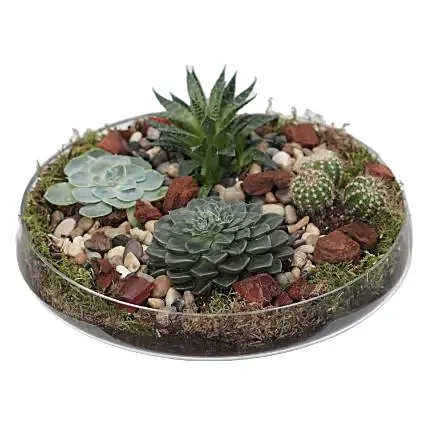 Succulent Plants Glass Tray: Plants Delivery in Qatar