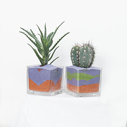 كومبو 2 نبات الصبار وألوفيرا في أصيص مع رمال ملونة: توصيل نباتات داخلية إلى قطر