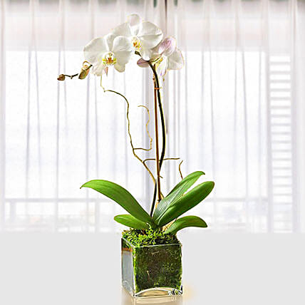 Beautiful White Orchid Plant In Glass Vase: 