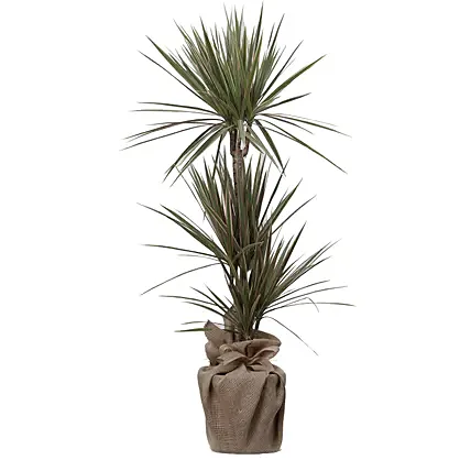 Bicolour Dracaena Marginata Plant Jute Pot: Plants Delivery in Qatar