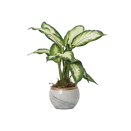 Dieffenbachia Camillia Plant Grey Pot: Plants Delivery in Qatar