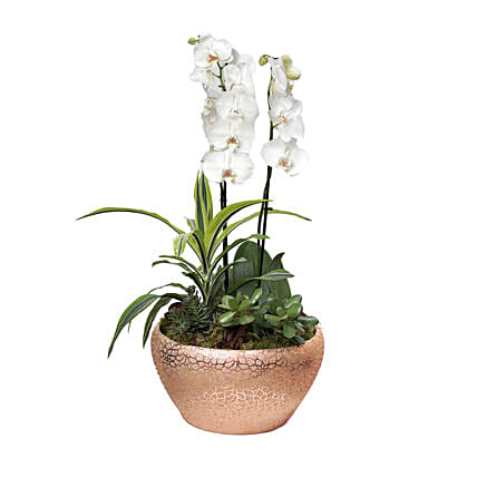 مجموعة نباتات منزلية خضراء جميلة في أصيص ذهبي: توصيل نباتات داخلية إلى قطر