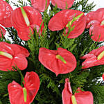 Tropical Anthurium Basket