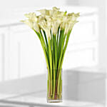 20 Stems White Calla Lilies Vase