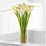 25 Stems White Calla Lilies Vase