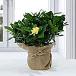 Gardenia Jasminoides With Jute Wrapped Pot