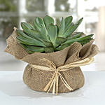 Green Echeveria Jute Wrapped Plant