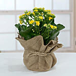 Jute Wrapped Yellow Kalanchoe Plant