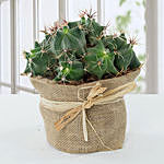 Lovely Cactus In Jute Wrapped Pot