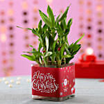 Christmas Good Luck Bamboo Plant