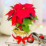 Bright Red Poinsettia Plant In Wooden Pot