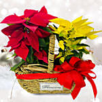 Elegant Poinsettia Plants Basket