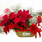 Festive Poinsettia Plants Basket