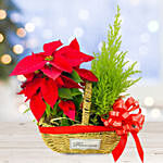 Lush Red Poinsettia & Cupressus Plants Basket