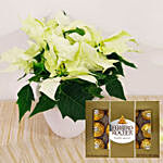 White Poinsettia Plant & Ferrero Rocher Chocolates