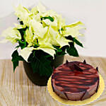 White Poinsettia Plant With Chocolate Cake