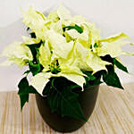 White Poinsettia Plant With Plum Cake