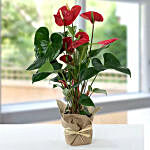Red Anthurium In Jute Wrapped Potted Plant