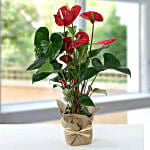 Red Anthurium In Jute Wrapped Potted Plant