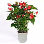 Red Anthurium With Ceramic Pot