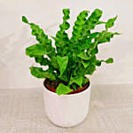 Asplenium Nidus Crispy Wave