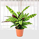 Calathea lancifolia