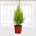 Cupressus macr Goldcrest