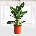 Dieffenbachia Green magic