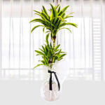 Dracaena lemon lime