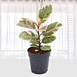 Ficus Elastica Tineke