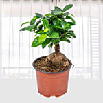 Ficus Ginseng