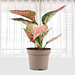 Aglaonema Spotted Star