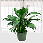 Spathiphyllum Peace Lily