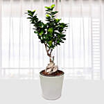 Ficus Bonsai Plant In Ceramic Pot