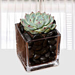 Green Echeveria Plant In Square Vase