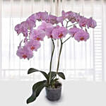 Pink Phalaenopsis Orchid Plant