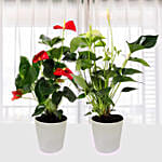 Red And White Anthurium Plants Combo