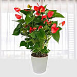 Red Anthurium In Ceramic Pot