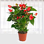 Red Anthurium Plant