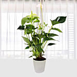 White Anthurium Plant In Pineapple Design Pot