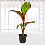 Ensete Ventricosum Maurelii