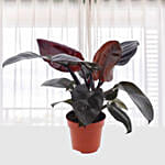 Philodendron Black Cardinal