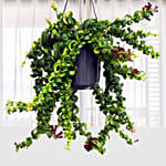 Aeschynanthus Rasta Lipstick Plant